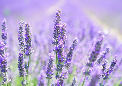 7 Health Benefits of Lavender