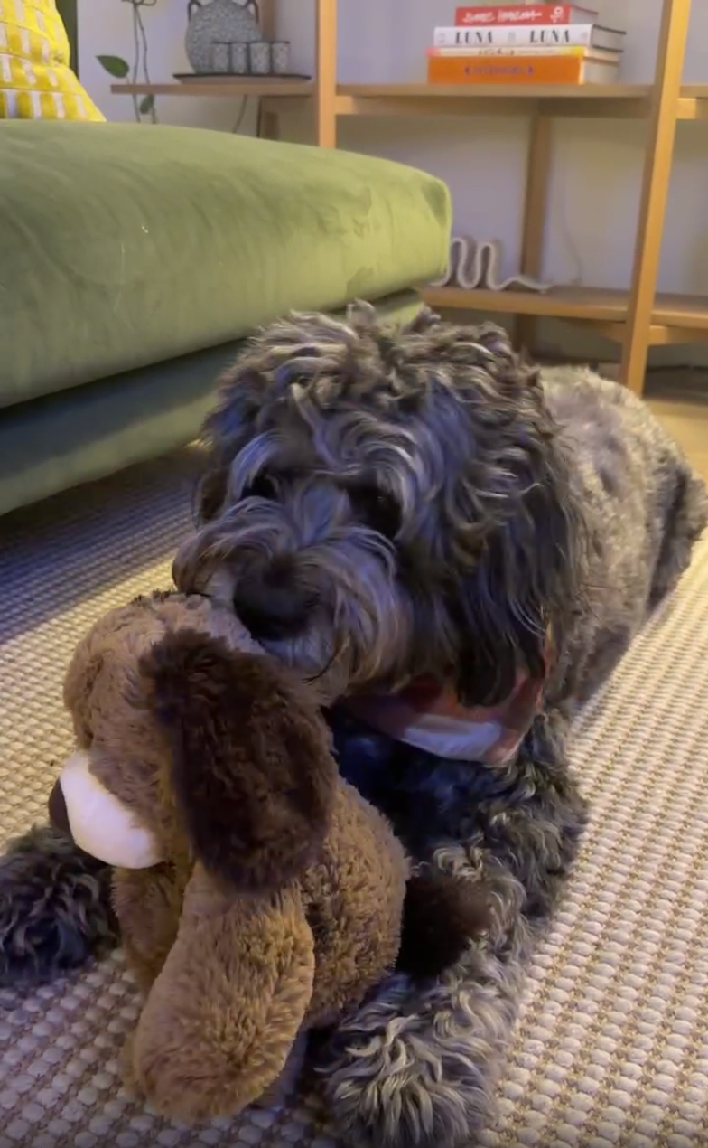 dog playing with warmies pet toy