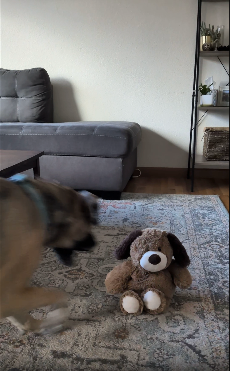 dog playing with warmies pet toy