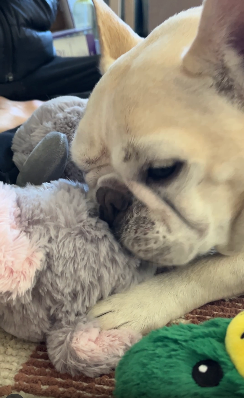 dog chewing on warmies pet toy