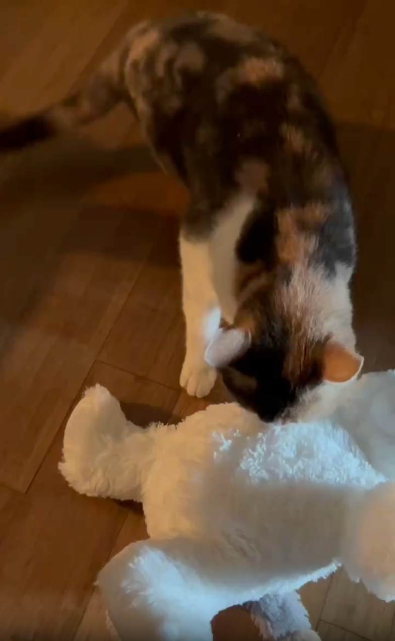 cat tumbling around with warmies pet toy